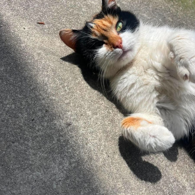 Photo de Twix