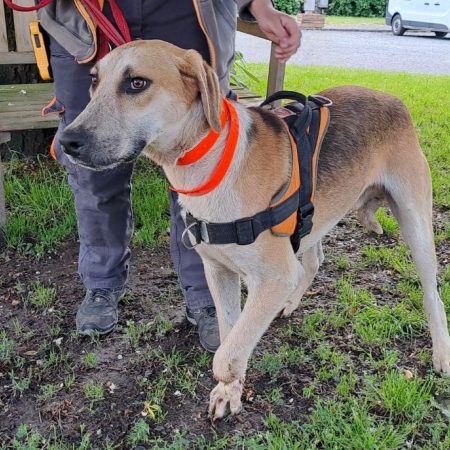 Crapule - Chien Anglo-Français de Petite Vènerie à adopter