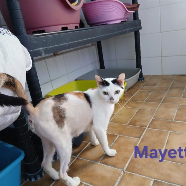 Mayette