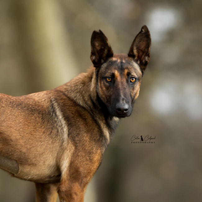Maya