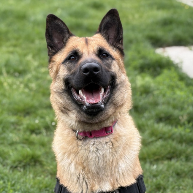 Nala