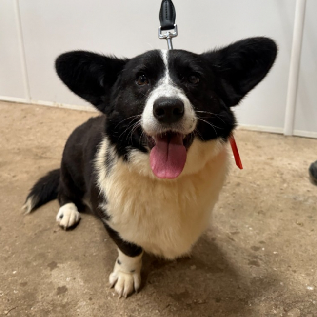 Photo de Mochi