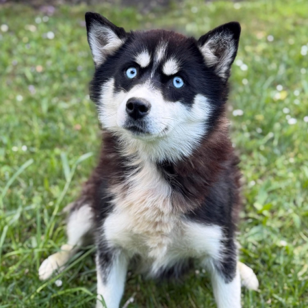 Photo de Artemisia