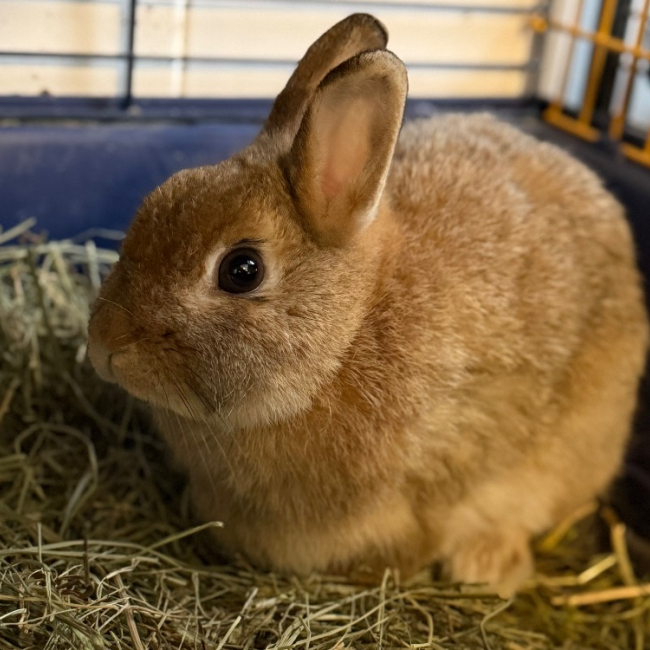 Photo de Lilo