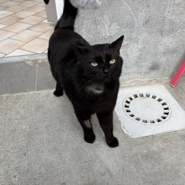 Salem