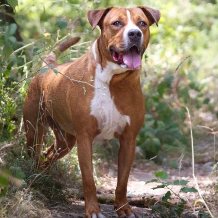 Charly - Chien à adopter