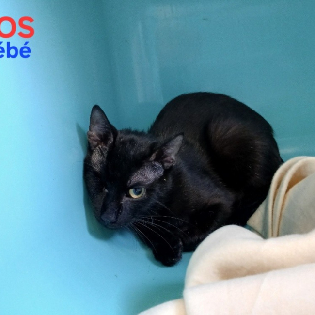 Bébé
