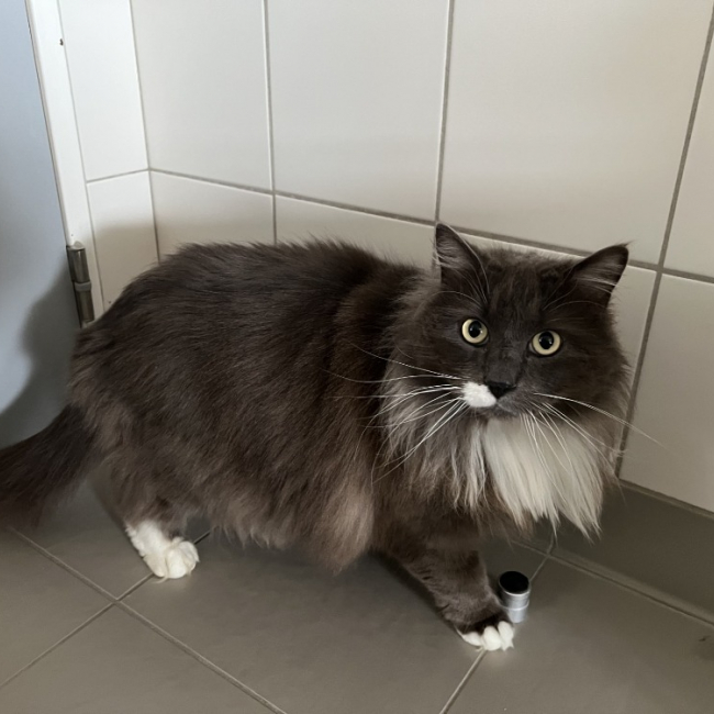 Photo de Pompon