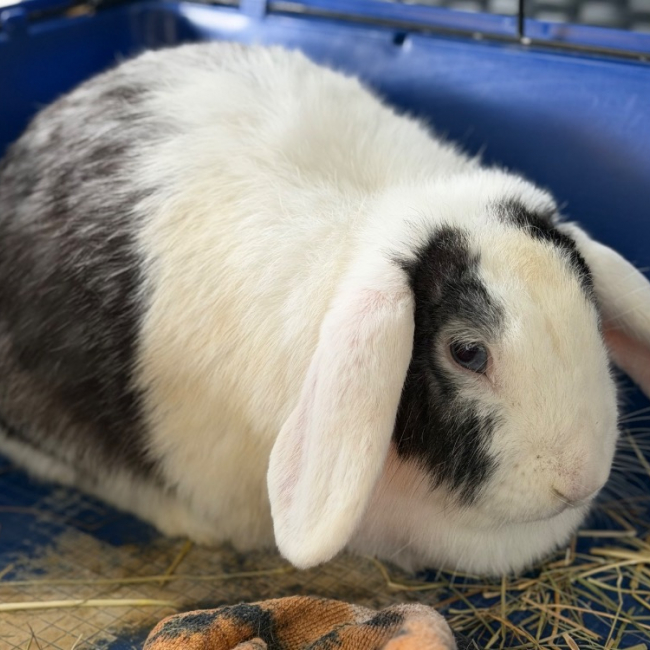 Photo de Minnie
