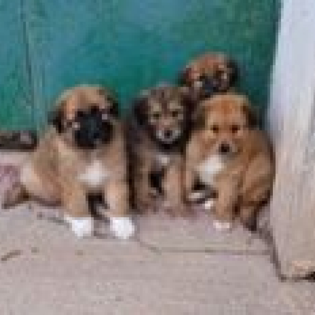 Photo de OLIVIA et ses chiots