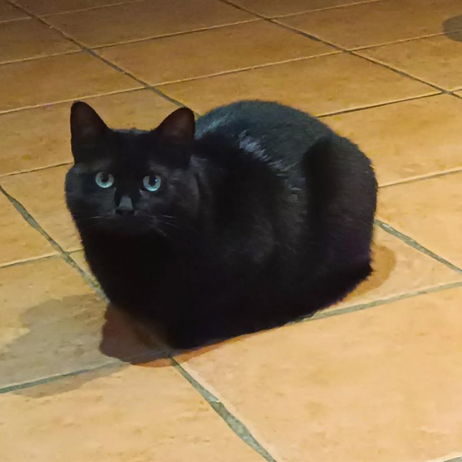 Nova