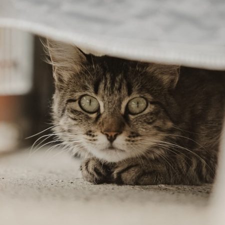 Riga - Chat Européen à adopter