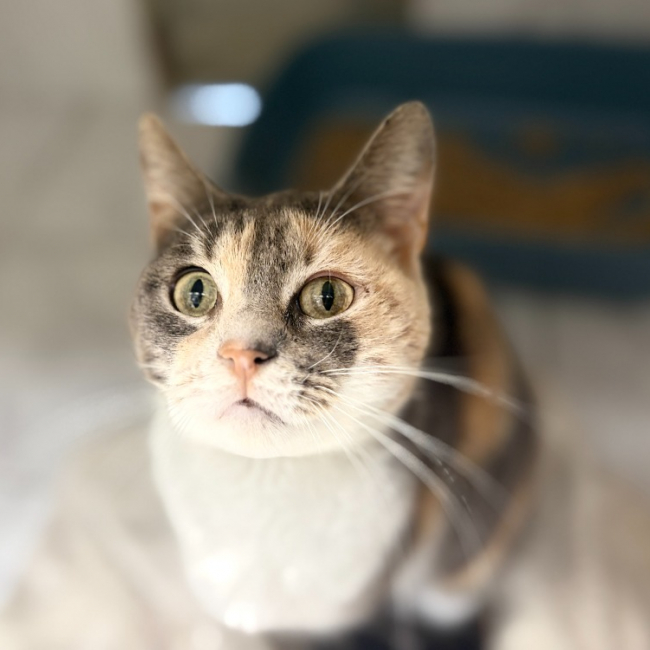 Waka