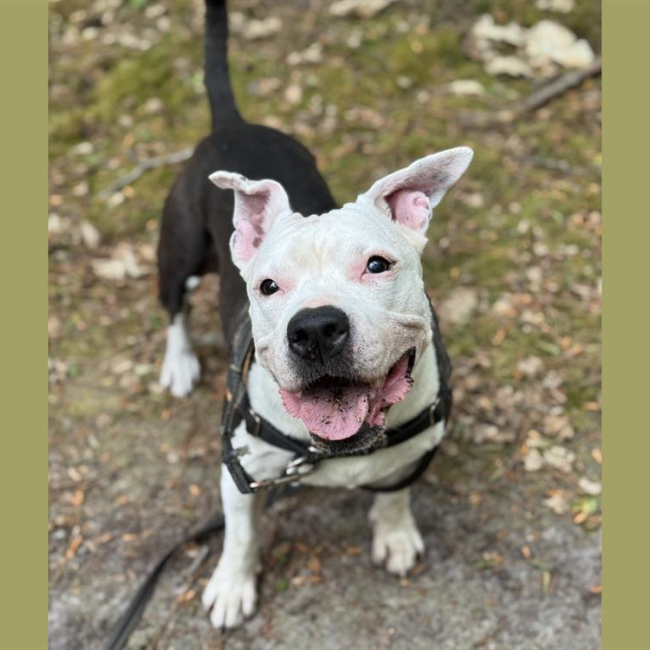 Photo de Lilas en sos urgent