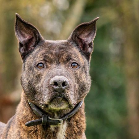 Loft - Chien à adopter