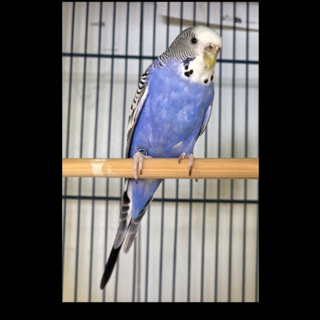 Photo de Tweety