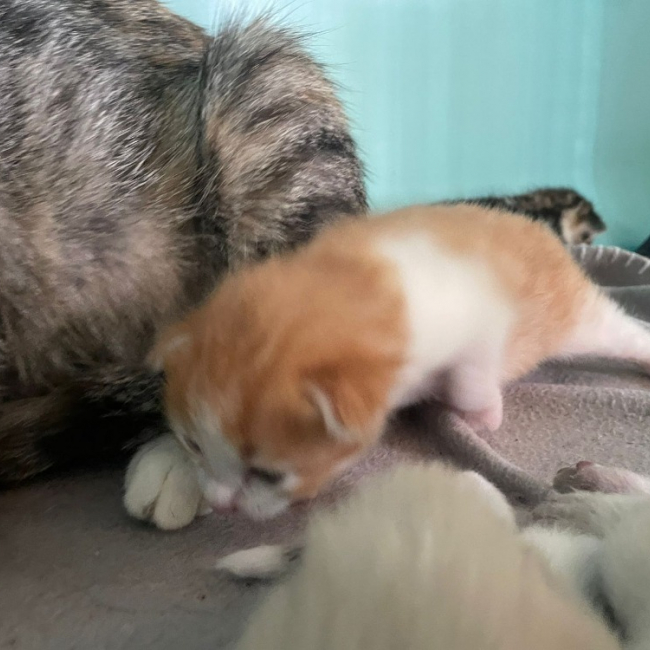 Vibie