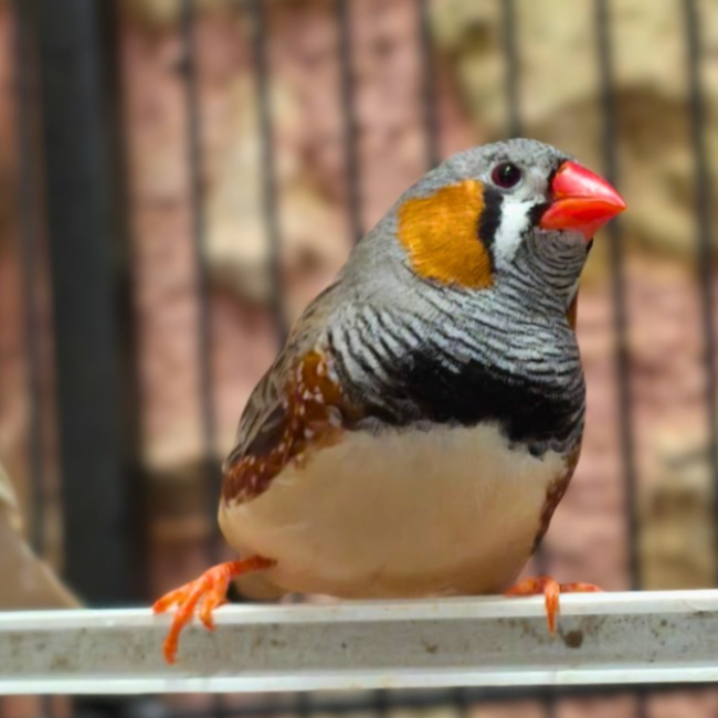 Photo de Mandarina