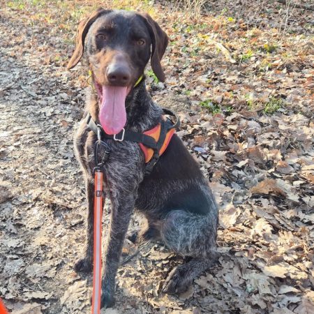 Volt - Chien à adopter