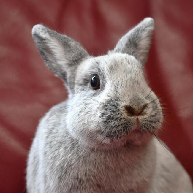 Photo de Fifi