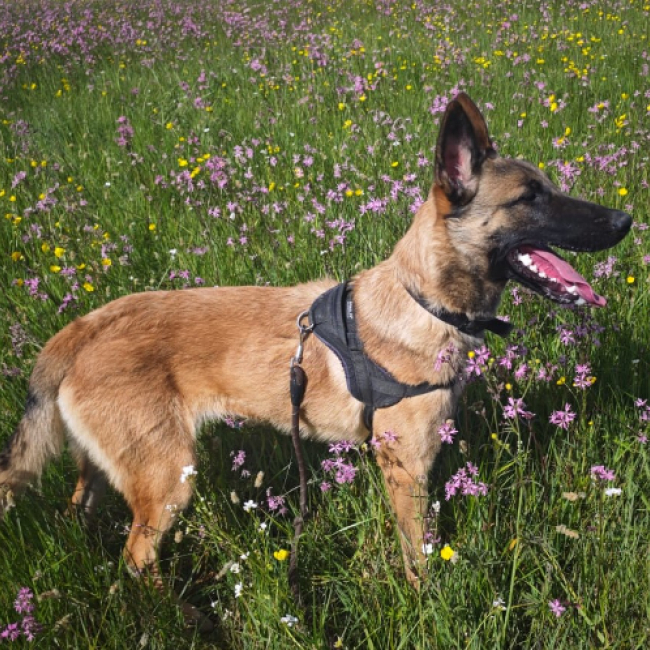 Photo de Apollo