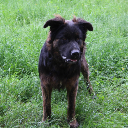 Aston - Chien à adopter