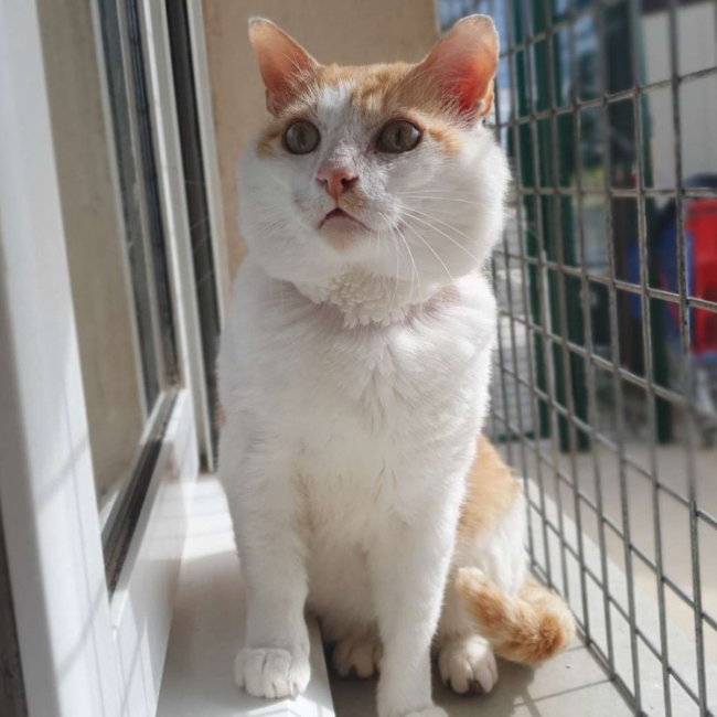 Photo de Caramel