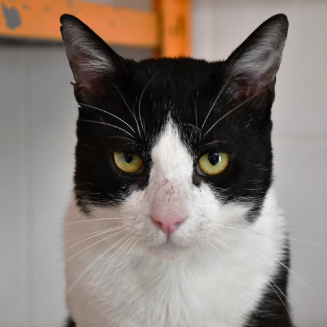 Photo de Nermal