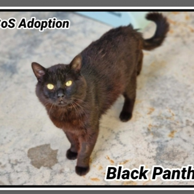 Photo de Black panther