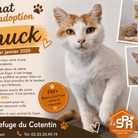 Chuck - Chat Européen à adopter