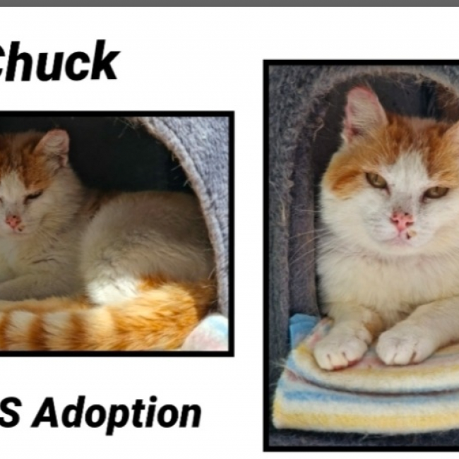 Photo de Chuck