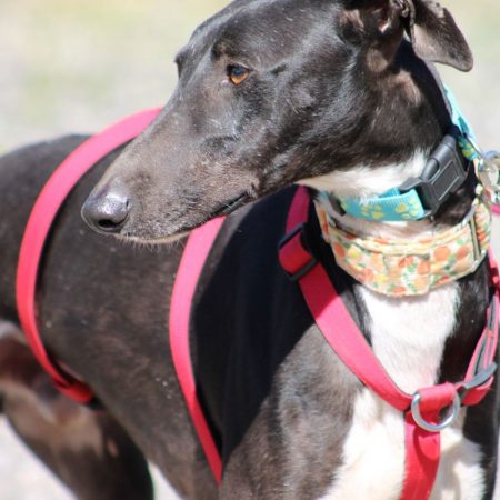 HARRISON - Chien Galgo à adopter