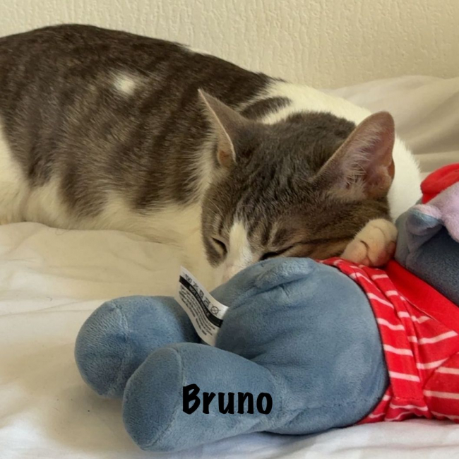Photo de BRUNO