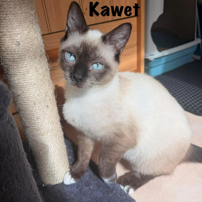 Photo de KAWET
