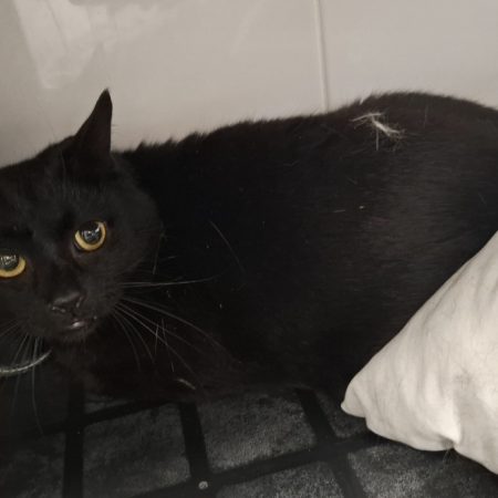 Coco - Chat Européen à adopter
