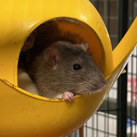 Photo de Violi