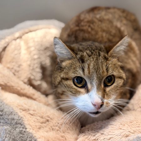Oasis - Chat Européen à adopter