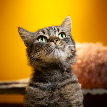 Photo de Tomek
