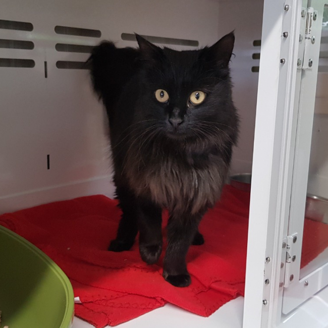 Photo de Cybele