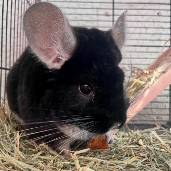 Photo de Ninja