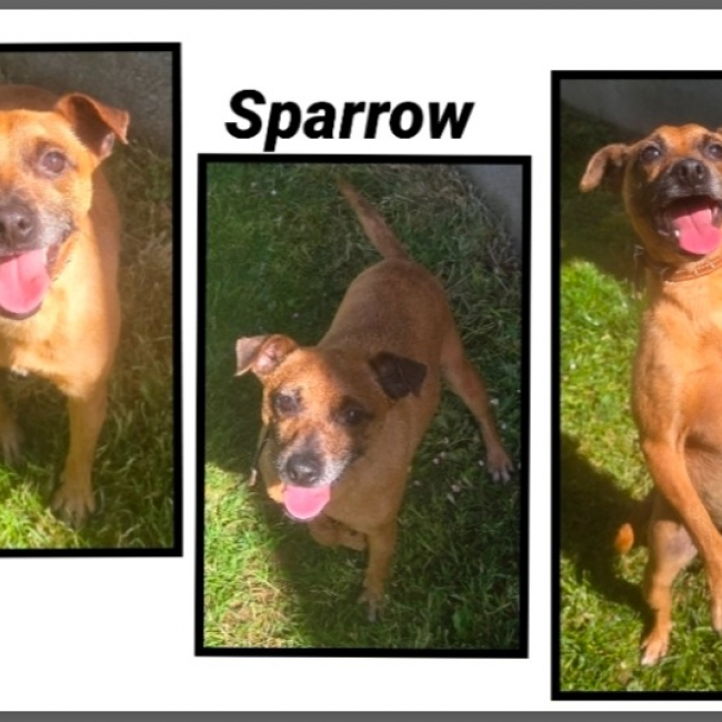 Photo de Sparrow