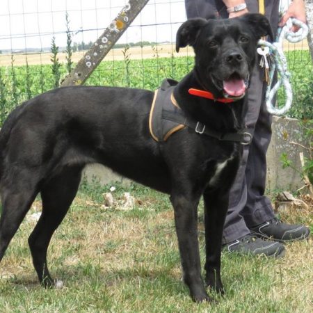 Cassie - Chien à adopter