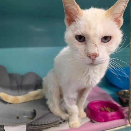 Maïs - Chat Européen à adopter