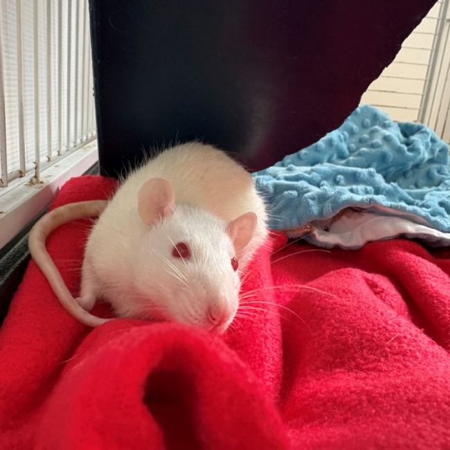 Pixel