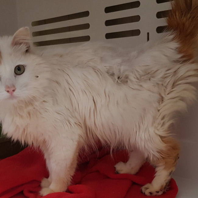 Photo de Simba