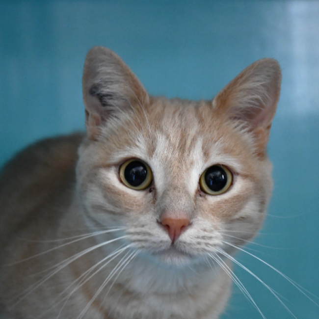 Photo de Garfield