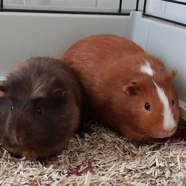 Photo de Rosie en duo avec suzie