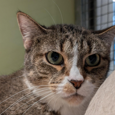 Nenette - Chat Européen à adopter