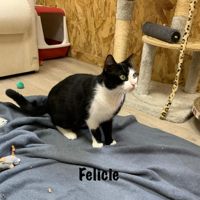 Photo de FELICIE
