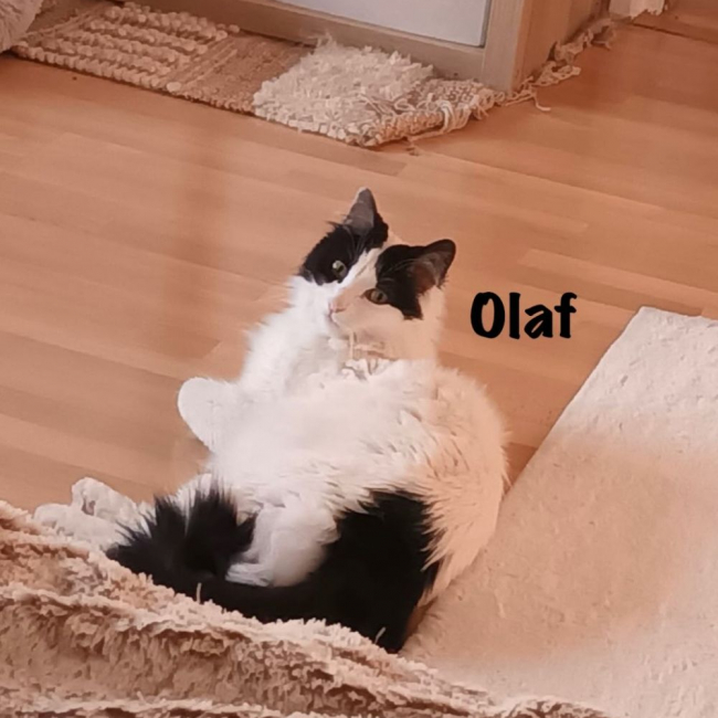 Photo de OLAF